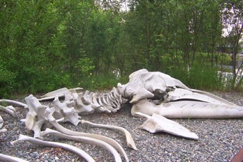 Whale Skeleton Whale Skeleton