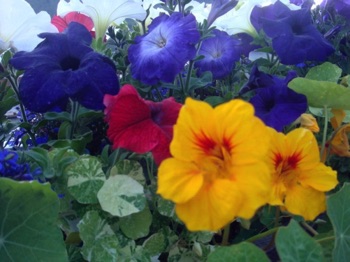 Alaska Flowers Alaska Flowers