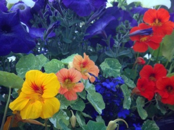 Alaska Flowers Alaska Flowers