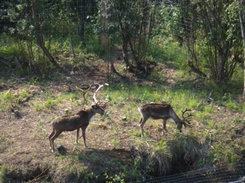 Fairbanks: Raindeer, same as caribou but tamed. Fairbanks: Raindeer, same as caribou but tamed.