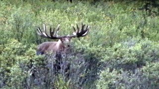 Alaska Moose Alaska Moose