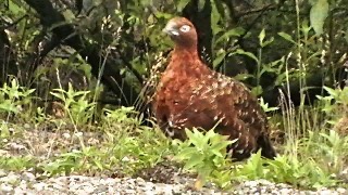 Alaska State bird — Male Willow Ptarmigan Alaska State bird — Male Willow Ptarmigan