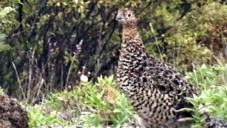Alaska State bird — Female Willow Ptarmigan Alaska State bird — Female Willow Ptarmigan