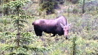 Alaska Moose Alaska Moose