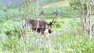 Alaska Caribou Alaska Caribou