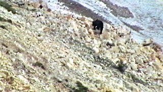Brown Bear cub in Denali Brown Bear cub in Denali
