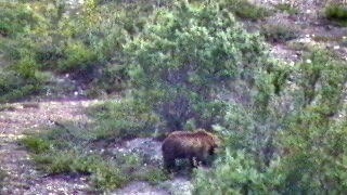 Brown Bear in Denali Brown Bear in Denali